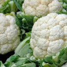 Exclusive CAULIFLOWER SEED, SNOWBALL Y, HEIRLOOM, NON GMO, 100 SEEDS, CALIFLOWER Exclusive CAULIFLOWER SEED, SNOWBALL Y, HEIRLOOM, NON GMO, 100 SEEDS, CALIFLOWER