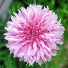 Premium Bachelor Button, Tall Pink Seed, 1000 seeds, Beautiful Bright Blooms,