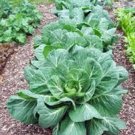 Limited Edition COLLARD GREENS SEED, VATES, HEIRLOOM, NON GMO, 1000 SEEDS, Limited Edition COLLARD GREENS SEED, VATES, HEIRLOOM, NON GMO, 1000 SEEDS,