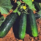 Top-Quality CUCUMBER SEED, STRAIGHT EIGHT, HEIRLOOM, NON GMO, 100 SEEDS, GARDEN Top-Quality CUCUMBER SEED, STRAIGHT EIGHT, HEIRLOOM, NON GMO, 100 SEEDS, GARDEN