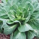 Best-Selling COLLARD GREENS SEED, GEORGIA SOUTHERN, HEIRLOOM, 500 SEEDS, NON GMO Best-Selling COLLARD GREENS SEED, GEORGIA SOUTHERN, HEIRLOOM, 500 SEEDS, NON GMO