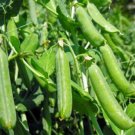Exclusive PEA SEED, THOMAS LAXTON, HEIRLOOM, NON GMO, 20+ SEEDS, PERFECT PEAS