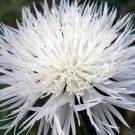 Top-Quality Bachelor Button, Tall White Seed, 500 seeds, Beautiful Bright Blooms, Top-Quality Bachelor Button, Tall White Seed, 500 seeds, Beautiful Bright Blooms,