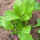 Top-Quality Root Vegetable Seed Garden Collection, Heirloom Seeds, 4 Top Varieties