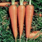 Top-Quality CARROTS, DANVERS 126, HEIRLOOM, 50+ SEEDS Top-Quality CARROTS, DANVERS 126, HEIRLOOM, 50+ SEEDS
