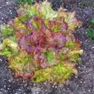 Limited Edition LETTUCE SEED, LEAF LETTUCE, PRIZEHEAD, HEIRLOOM, NON GMO, 1000 SEEDS Limited Edition LETTUCE SEED, LEAF LETTUCE, PRIZEHEAD, HEIRLOOM, NON GMO, 1000 SEEDS