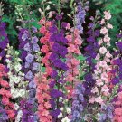 Top-Quality DELPHINIUM, GIANT IMPERIAL 1000+ SEEDS A GREAT CUT FLOWER Top-Quality DELPHINIUM, GIANT IMPERIAL 1000+ SEEDS A GREAT CUT FLOWER