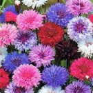 Exclusive Bachelor Button, Dwarf Polka Dot Mix Seed, 1000 seeds, Beautiful Exclusive Bachelor Button, Dwarf Polka Dot Mix Seed, 1000 seeds, Beautiful