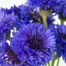 Exclusive Bachelor Button Seed, Tall Blue, 1000 Seeds, Beautiful Blooms