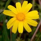 Best-Selling GARLAND CHRYSANTHEMUM, 1000 SEEDS, NEWLY HARVESTED, GOLDEN YELLOW BLOOM Best-Selling GARLAND CHRYSANTHEMUM, 1000 SEEDS, NEWLY HARVESTED, GOLDEN YELLOW BLOOM