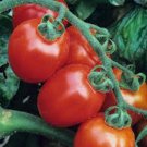 Limited Edition TOMATO SEEDS, TOMATO, ITALIAN ROMA, HEIRLOOM SEEDS, NON GMO Limited Edition TOMATO SEEDS, TOMATO, ITALIAN ROMA, HEIRLOOM SEEDS, NON GMO