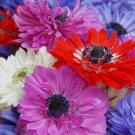 Limited Edition 8 Anemone Mixed Flower Bulbs -A Variety of Pretty Colors with Semi-Double Petals Limited Edition 8 Anemone Mixed Flower Bulbs -A Variety of Pretty Colors with Semi-Double Petals