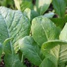 Exclusive MUSTARD GREENS SEED, TENDERGREEN, HEIRLOOM, NON GMO, 100 SEEDS, GREEN Exclusive MUSTARD GREENS SEED, TENDERGREEN, HEIRLOOM, NON GMO, 100 SEEDS, GREEN
