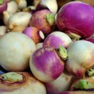 Premium TURNIP SEEDS, PURPLE TOP WHITE GLOBE, HEIRLOOM, NON GMO, 500 SEEDS Premium TURNIP SEEDS, PURPLE TOP WHITE GLOBE, HEIRLOOM, NON GMO, 500 SEEDS
