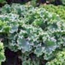 Top-Quality KALE SEED , VATES BLUE CURLED SCOTCH, HEIRLOOM, NON GMO, 50+ SEEDS Top-Quality KALE SEED , VATES BLUE CURLED SCOTCH, HEIRLOOM, NON GMO, 50+ SEEDS