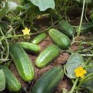 Premium CUCUMBER SEED, MARKETER, HEIRLOOM, NON GMO, 500 SEEDS, GARDEN CUCUMBER Premium CUCUMBER SEED, MARKETER, HEIRLOOM, NON GMO, 500 SEEDS, GARDEN CUCUMBER