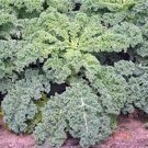 Best-Selling KALE SEED, DWARF SIBERIAN, HEIRLOOM, NON GMO, 500 SEEDS, HEALTHY GREENS