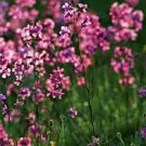 Limited Edition Catchfly Flower Seeds, 200+ seeds, Beautiful, Crimson-Rose Blooms . Limited Edition Catchfly Flower Seeds, 200+ seeds, Beautiful, Crimson-Rose Blooms .