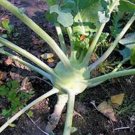 New Arrival KOHLRABI SEED, EARLY WHITE VIENNA, HEIRLOOM, NON GMO, 500 SEEDS New Arrival KOHLRABI SEED, EARLY WHITE VIENNA, HEIRLOOM, NON GMO, 500 SEEDS
