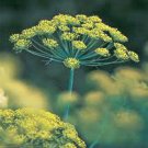 Limited Edition DILL SEED, BOUQUET, HEIRLOOM, NON GMO, 500 SEEDS, HERB, SPICE SEEDS Limited Edition DILL SEED, BOUQUET, HEIRLOOM, NON GMO, 500 SEEDS, HERB, SPICE SEEDS