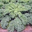 New Arrival KALE SEED, DWARF SIBERIAN, HEIRLOOM, NON GMO,100+ SEEDS, HEALTHY GREENS