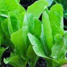 Premium Lettuce Garden Collection, Heirloom Seeds, 6 Top Varieties Premium Lettuce Garden Collection, Heirloom Seeds, 6 Top Varieties