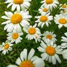 Top-Quality German chamomile ,Heirloom, NON-GMO, (100+) German chamomile Seeds
