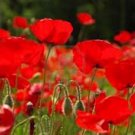 Exclusive RED POPPY, 100+ SEEDS, WORLDS MOST POPULAR FLOWER, STUNNING RED POPPIES Exclusive RED POPPY, 100+ SEEDS, WORLDS MOST POPULAR FLOWER, STUNNING RED POPPIES