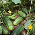 Best-Selling CUCUMBER SEED, MARKETER, HEIRLOOM, NON GMO, 100 SEEDS, GARDEN CUCUMBER Best-Selling CUCUMBER SEED, MARKETER, HEIRLOOM, NON GMO, 100 SEEDS, GARDEN CUCUMBER