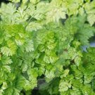 New Arrival Chervil Seeds, Heirloom, NON-GMO, (50+) Chervil Seeds, New Arrival Chervil Seeds, Heirloom, NON-GMO, (50+) Chervil Seeds,