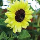 Best-Selling SUNFLOWER, LEMON QUEEN, 20+ SEEDS LARGE BEAUTIFUL VIVID COLORFUL BLOOMS Best-Selling SUNFLOWER, LEMON QUEEN, 20+ SEEDS LARGE BEAUTIFUL VIVID COLORFUL BLOOMS