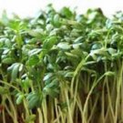 Limited Edition CURLED CRESS SEED, SPROUTS, HEIRLOOM SEEDS, BROADLEAF, MICRO GREENS Limited Edition CURLED CRESS SEED, SPROUTS, HEIRLOOM SEEDS, BROADLEAF, MICRO GREENS