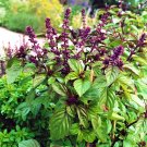 Exclusive Licorice Basil Seeds-200 Count Seed Pack-Non-GMO-A Strong, Flavorful Herb