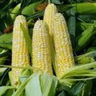 New Arrival CORN, BI-COLOR, BUTTER N SUGAR , HEIRLOOM, NON GMO, 50+ SEEDS, New Arrival CORN, BI-COLOR, BUTTER N SUGAR , HEIRLOOM, NON GMO, 50+ SEEDS,