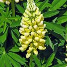 Exclusive LUPINE, GOLDEN YELLOW, 500 SEEDS, BEAUTIFUL GOLDEN FLOWERS, SEED Exclusive LUPINE, GOLDEN YELLOW, 500 SEEDS, BEAUTIFUL GOLDEN FLOWERS, SEED