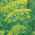 Premium DILL SEED, MAMMOTH LONG ISLAND, HEIRLOOM, NON GMO, 100 SEEDS, SPICE Premium DILL SEED, MAMMOTH LONG ISLAND, HEIRLOOM, NON GMO, 100 SEEDS, SPICE