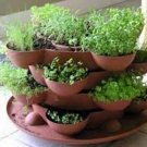 Exclusive Herb Garden Collection, Small, Heirloom Seeds, 6 Top Varieties of Herbs Exclusive Herb Garden Collection, Small, Heirloom Seeds, 6 Top Varieties of Herbs