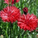 Best-Selling Bachelor Button, Tall Red Seed, 1000 seeds, Beautiful Bright Blooms, Best-Selling Bachelor Button, Tall Red Seed, 1000 seeds, Beautiful Bright Blooms,