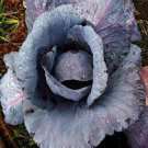 Limited Edition CABBAGE SEED, RED ACRE, HEIRLOOM, 50+, NON GMO, SEEDS, COLORFUL TASTY Limited Edition CABBAGE SEED, RED ACRE, HEIRLOOM, 50+, NON GMO, SEEDS, COLORFUL TASTY