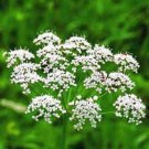 New Arrival ANISE, HEIRLOOM, 500+ SEEDS, SMELLS GREAT, UNIQUE FLAVOR, HERB, SPICE New Arrival ANISE, HEIRLOOM, 500+ SEEDS, SMELLS GREAT, UNIQUE FLAVOR, HERB, SPICE
