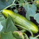 Premium CUCUMBER SEED, LONG GREEN IMPROVED, HEIRLOOM, NON GMO, 100 SEEDS, Premium CUCUMBER SEED, LONG GREEN IMPROVED, HEIRLOOM, NON GMO, 100 SEEDS,