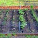 Exclusive Vegetable Seeds, Vegetable Seed Garden Collection Medium (20 Types) , Heirloom, Exclusive Vegetable Seeds, Vegetable Seed Garden Collection Medium (20 Types) , Heirloom,
