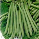 Best-Selling Slenderette Bush Bean Seeds, NON Gmo, 500+ Seeds, Great Tasting Healthy Best-Selling Slenderette Bush Bean Seeds, NON Gmo, 500+ Seeds, Great Tasting Healthy