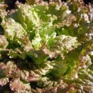 Top-Quality RED ROMAINE LETTUCE SEED, HEIRLOOM, NON GMO, 500 SEEDS, GARDEN SEED Top-Quality RED ROMAINE LETTUCE SEED, HEIRLOOM, NON GMO, 500 SEEDS, GARDEN SEED