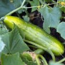 Exclusive CUCUMBER SEED, LONG GREEN IMPROVED, HEIRLOOM, NON GMO, 50+ SEEDS, Exclusive CUCUMBER SEED, LONG GREEN IMPROVED, HEIRLOOM, NON GMO, 50+ SEEDS,