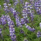 Exclusive ARROYO LUPINE 500 SEEDS BEAUTIFUL PURPLE FLOWERS Exclusive ARROYO LUPINE 500 SEEDS BEAUTIFUL PURPLE FLOWERS