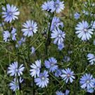 Exclusive BLUEST BLUE CHICORY 1000+ SEEDS BEAUTIFUL BLUE CUT FLOWER Exclusive BLUEST BLUE CHICORY 1000+ SEEDS BEAUTIFUL BLUE CUT FLOWER