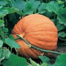 Limited Edition PUMPKIN SEED, BIG MAX, HEIRLOOM, NON GMO, 100 SEEDS, GIANT PUMPKINS