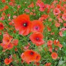 Top-Quality POPPY, SHIRLEY 1000 SEEDS, BRIGHT RED FLOWER, LONG LASTING RED BLOOMS Top-Quality POPPY, SHIRLEY 1000 SEEDS, BRIGHT RED FLOWER, LONG LASTING RED BLOOMS