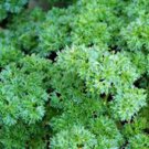 New Arrival PARSLEY SEED, TRIPLE CURLED, HEIRLOOM, NON GMO, 100 SEEDS,PARSLEY SEEDS New Arrival PARSLEY SEED, TRIPLE CURLED, HEIRLOOM, NON GMO, 100 SEEDS,PARSLEY SEEDS
